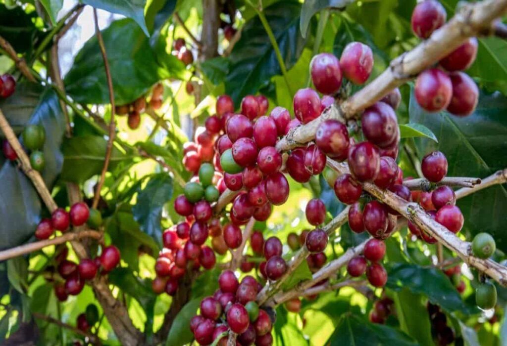 Boost Your Income: Profitable Coffee Farming Tips for Farmers