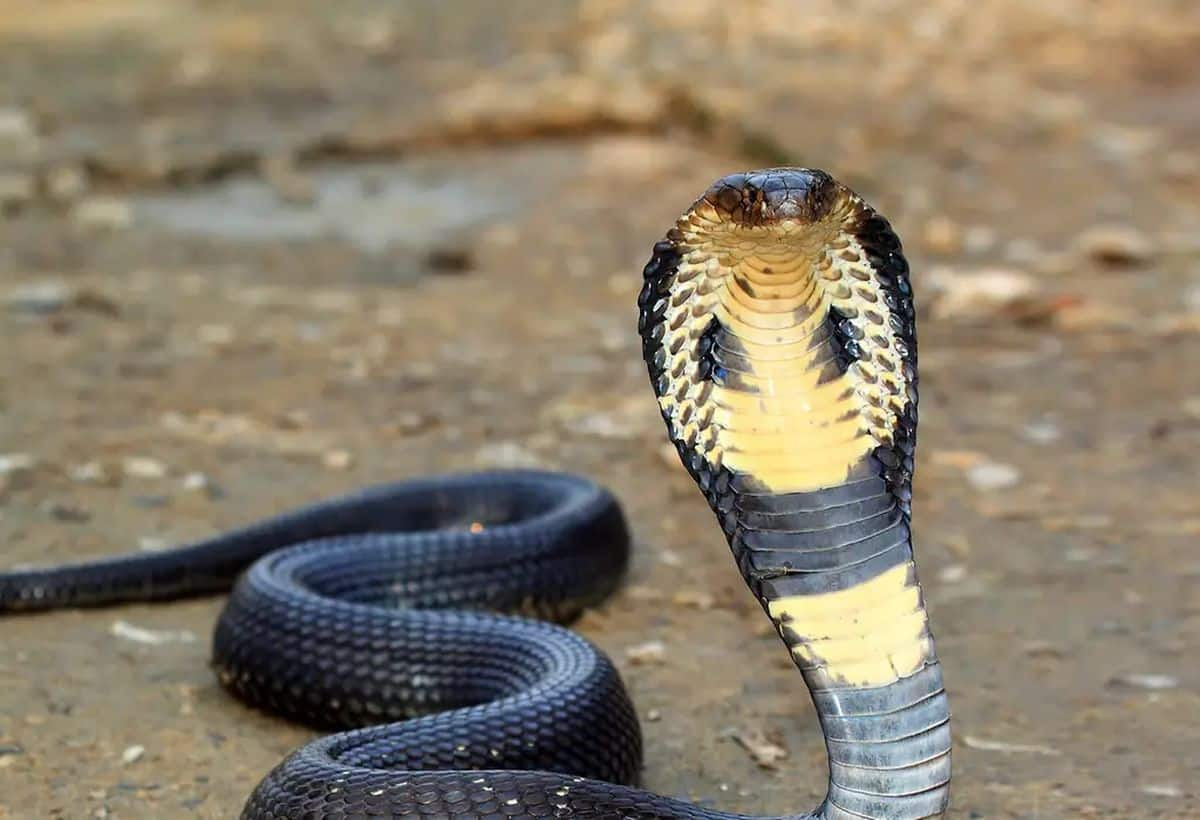 Police Unleash Hissing King Cobras from Bag, Sparks Panic on Platform