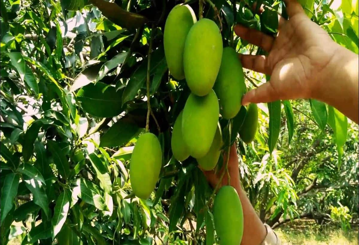 Unlock Mango Gardening in Uttar Pradesh: Maximize Government Subsidies!