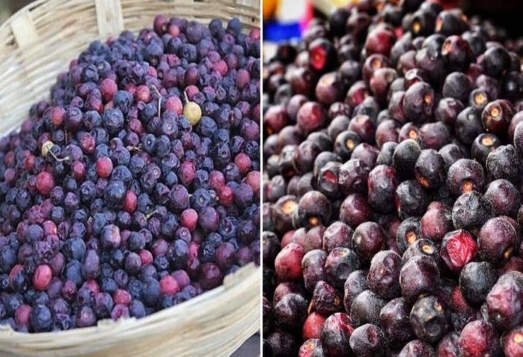 Phalsa: The Sweet Remedy for Diabetes and Glowing Skin!