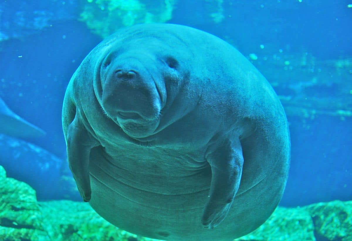 Meet the Sea Cow: The Gentle Marine Mammal Facing Extinction