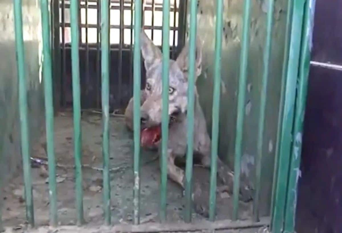 Bahraich Wolf Attack: Fifth Man-Eating Beast Captured – Watch the Video!