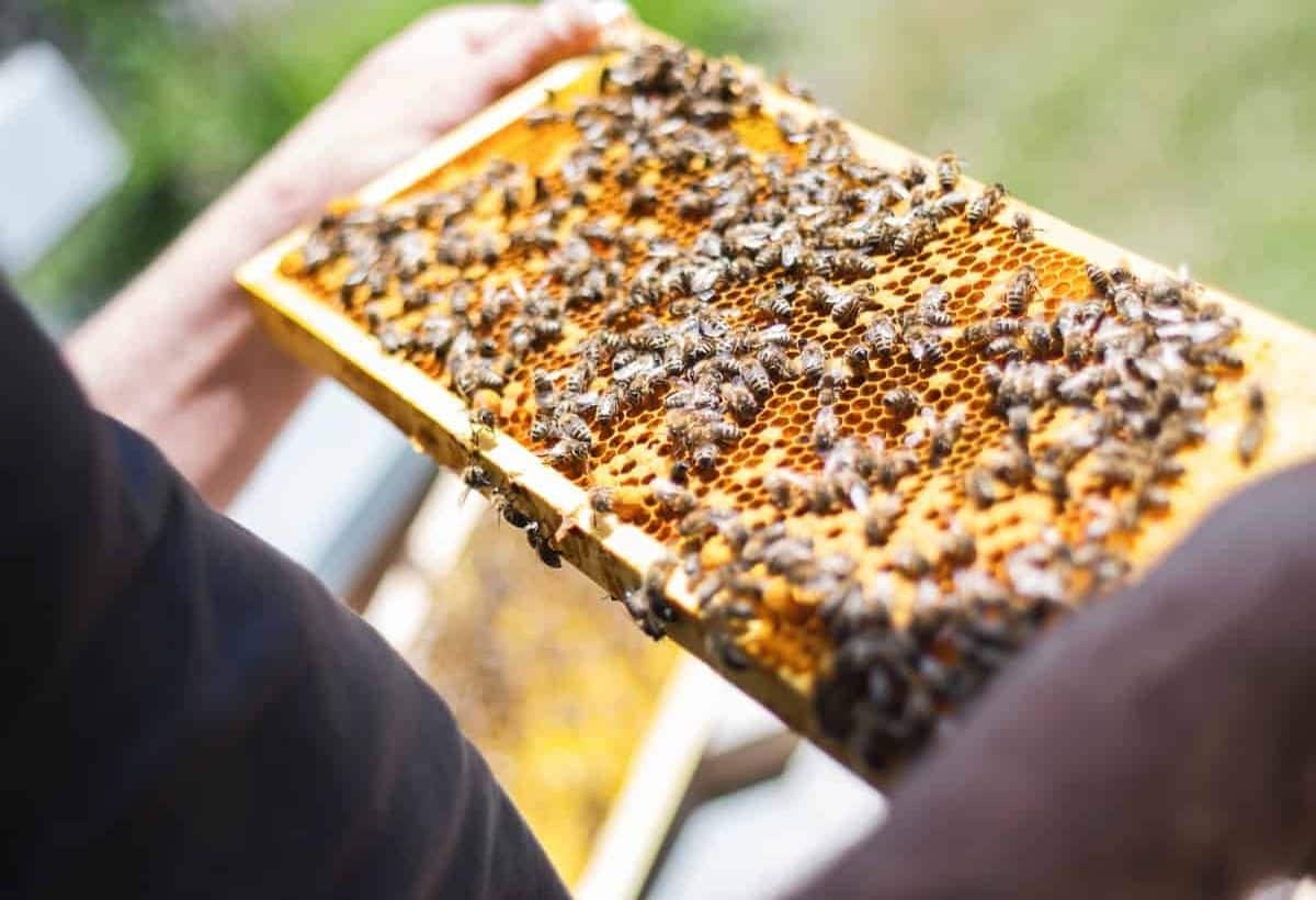 Start a Profitable Beekeeping Business: Your Path to Wealth