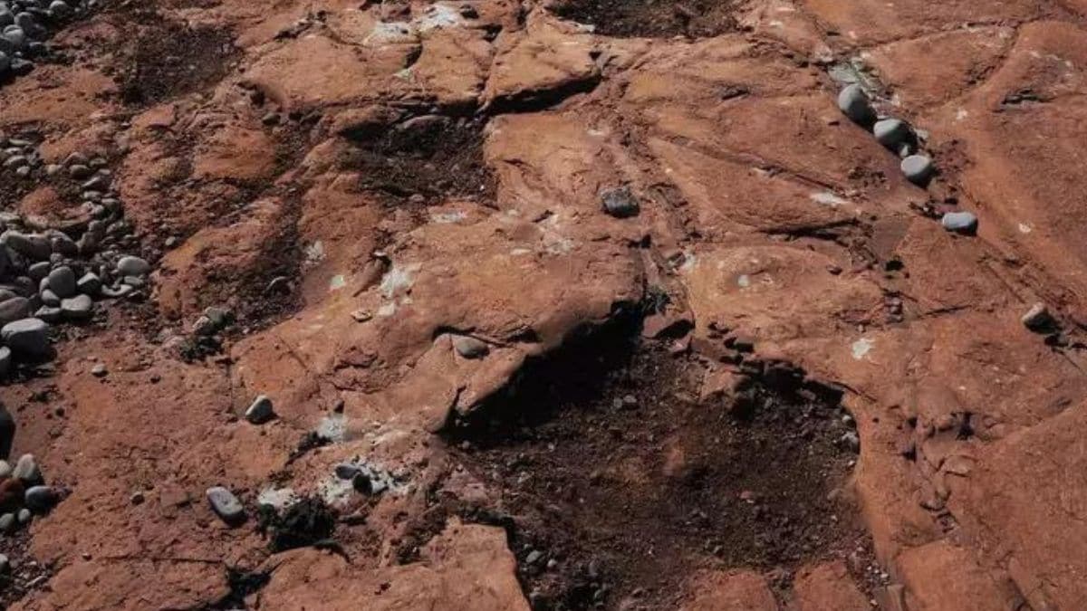 10-Year-Old Discovers 220 Million-Year-Old Dinosaur Footprints: Uncover the Amazing Story!