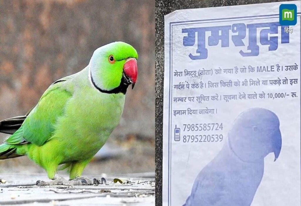 Missing Parrot: Earn ₹10,000 for Its Safe Return!