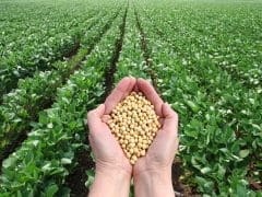 Govt to Buy Soybeans at MSP: How This Benefits Farmers