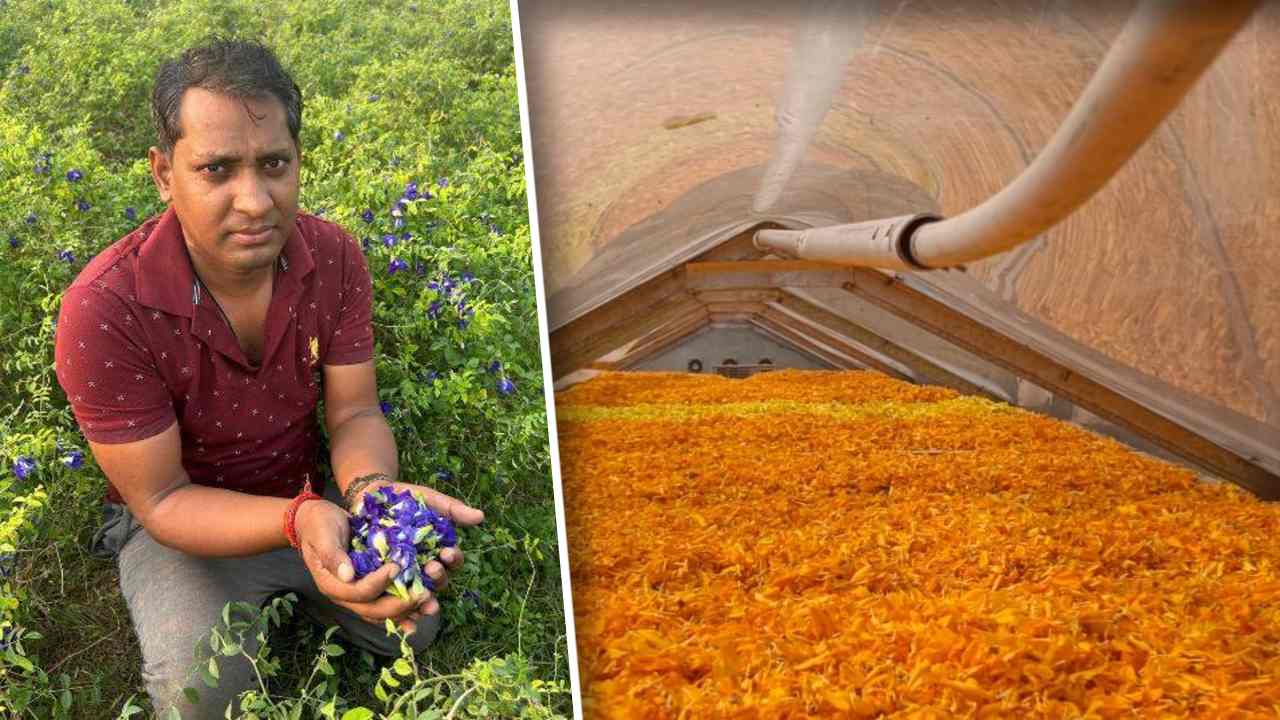 kanpur farmer solar dried flowers business sucess