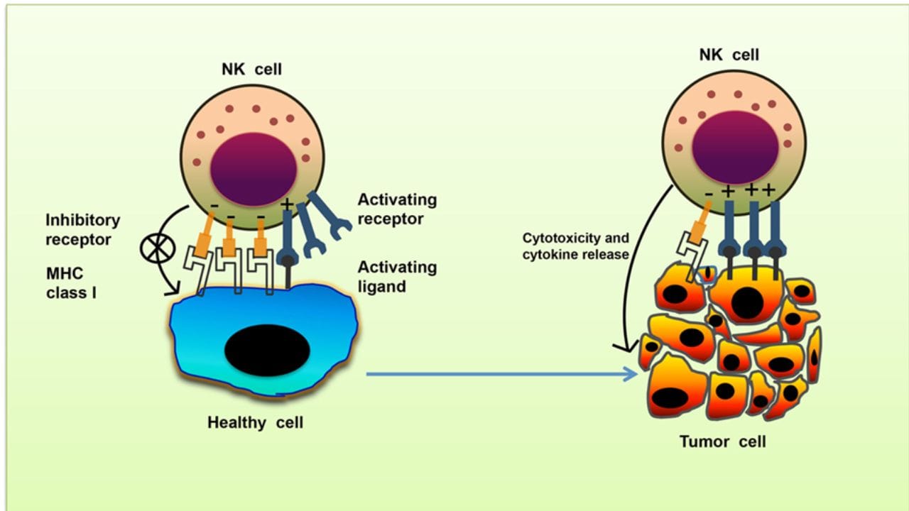 natural killer cells